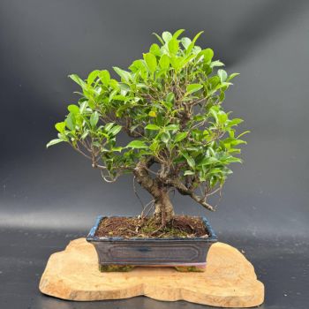 Фікус, d 30 см