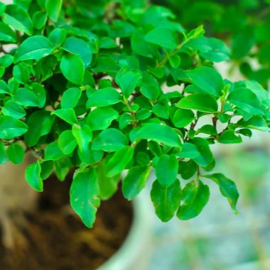  Лігіструм, d 22