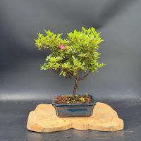 Рододендрон, d 25