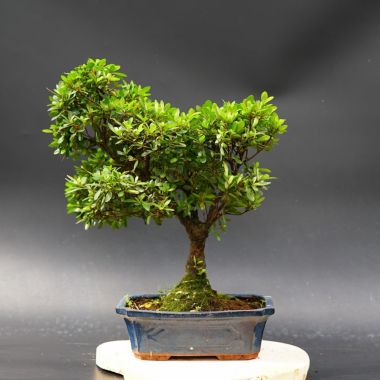  Рододендрон, d 28