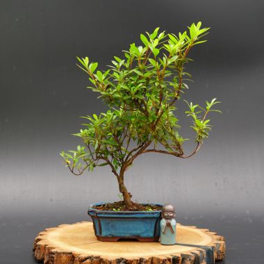  Рододендрон, d 15