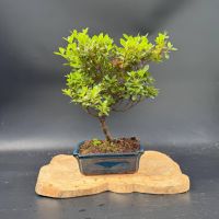 Рододендрон, d 25