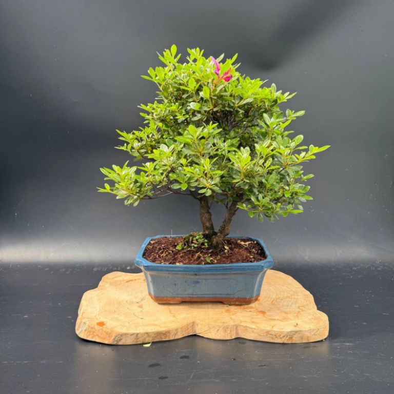 Рододендрон, d 30