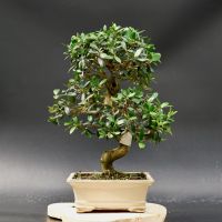 Оливкове дерево d-26
