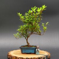 Рододендрон, d 15