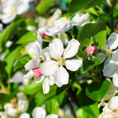  Яблуня, d 15