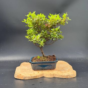 Рододендрон, d 25