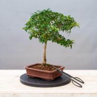 Стіл для роботи з бонсай, d 25 см