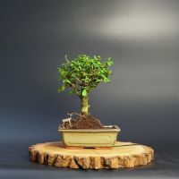Кармона мітлоподібна, d 20