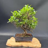 Фікус, d 30 см