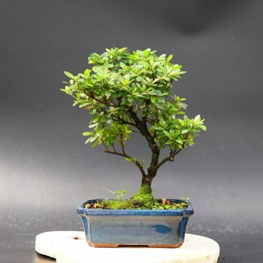  Рододендрон, d 24