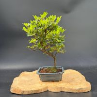 Рододендрон, d 21