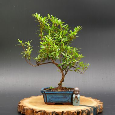  Рододендрон, d 15