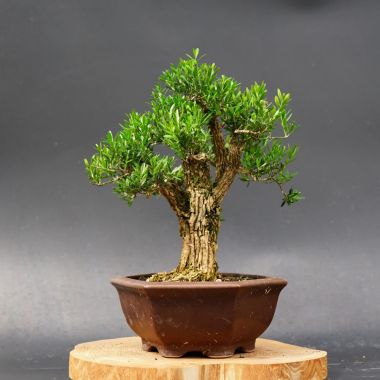  Буксус, d 29