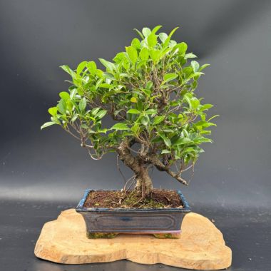  Фікус, d 30 см