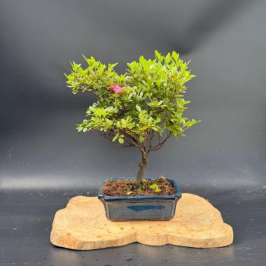  Рододендрон, d 25