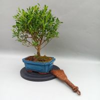 Стіл для роботи з бонсай, d 20 см