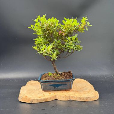  Рододендрон, d 25