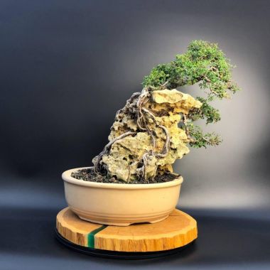  В'яз дрібнолистий на камені, d 35